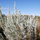 100 seeds silver sagebrush artemisia cana dwarf wormwood herb flower