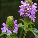 seeds 100 heal-all medicinal herb (prunella vulgaris) all-heal, self heal fresh
