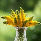 seeds mullein verbascum yellow flowers herb medicinal lambs ear 100 ship