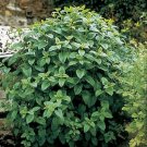seeds 1000 lemon balm herb - mint melissa odorata medicinal fresh