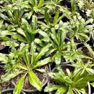 seeds 200 culantro seeds, mexican coriander recao buy2get1(add2)