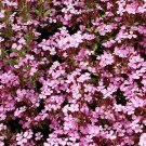 1000 seeds groundcover rock soapwort spreading perennial pink nongmo