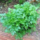 seeds 301italian flat leaf parsley organic herb garden containers culinary easy