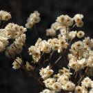 100 seeds white sweet everlasting gnaphalium obtusifolium butterfly flower herb