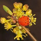 10 seeds spicebush wild allspice lindera benzoin spice bush berry yellow flower