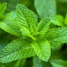 seeds 2025 organic 500 mint peppermint herb non-gmo heirloom , season