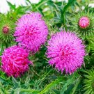 65 st marys milk thistle seeds-silybum marianum-brooklyn botanical gardens club