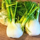 seeds dragon fennel (200) / organic florida grown butterfly host
