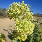 seeds 20 desert milkweed (asclepias erosa) - seeds-