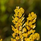 seeds 50 organic pepperweed (lepidium virginicum) herb
