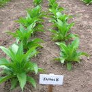 1000 8 seeds japan tobacco ~ sweet dark nicotiana tabacum compact