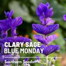 50 seeds clary sage, blue monday - heirloom herb, medicinal plant, easy to gro