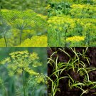 500 seeds dill lovers mix dukat, bouquet & mammoth butterfly host plant non-gmo