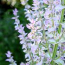 50 seeds white swan clary sage salvia viridis horminum herb flower