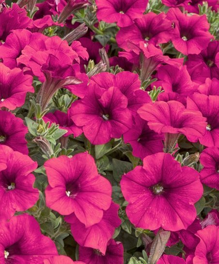 20 seeds ~ tidal wave cherry * trailing petunia pelleted