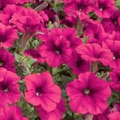 20 seeds ~ tidal wave cherry * trailing petunia pelleted