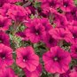 20 seeds ~ tidal wave cherry * trailing petunia pelleted