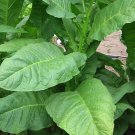 1000 27 seeds dixie bright tobacco ~ heirloom nicotiana tabacum fast grow