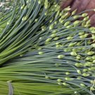 seeds chinese garlic chives | garden asian herb green onion leek seed