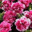 25 seeds double rose pirouette ~ petunia pelleted