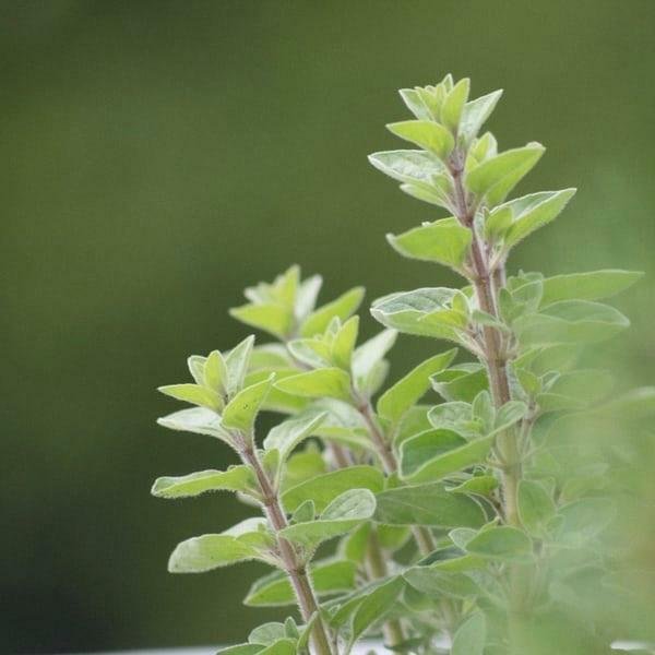 oregano