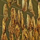 1000 seeds white mammoth tobacco ~ heirloom nicotiana tabacum early maturing