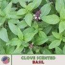 500 clove scented basil seeds, ocimum basilicum, culinary herb, genuine