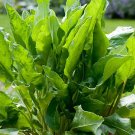 seeds 400 sorrel | heirloom - non-gmo herb