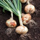 250 seeds white sweet spanish onion non-gmo fresh for gardens