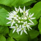50 seeds wild garlic (allium ursinum) | non-gmo garden