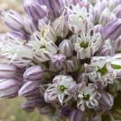 20 seeds broadleaf wild leek (allium ampeloprasum) | non-gmo