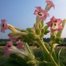 1000 100 seeds blue star tobacco ~ heirloom burley nicotiana tabacum