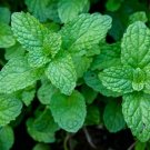 100 peppermint seeds(mentha piperita) heirloom perennial herbal