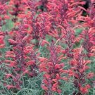 30 seeds red agastache 'heather queen' hummingbrid mint hyssop flower herb