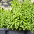 250 seeds count spicy globe basil herb non-gmo / heirloom