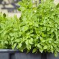 250 seeds count spicy globe basil herb non-gmo / heirloom
