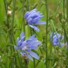 1 chicory seeds, ounce, italian dandelion, non-gmo, deer plot, coffee weed