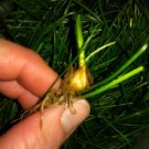 20 wild onion (allium canadense) bulbs- fresh, clean, & ready to plant