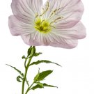 seeds pink showy evening primrose 1500 | a perennial medicinal herb flower