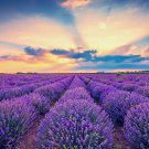 500 seeds true english lavender vera lavandula angustifolia herb flower *flat sh