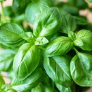 400 seeds sweet basil non gmo