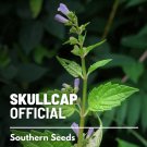 seeds skullcap, official (mad dog skullcap) - heirloom herb (scutellaria laterif