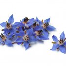 seeds borage flower 75 (borago officinalis) | a medicinal herb & edible