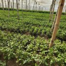 50 semillas de mora salvadoreña/guatemala macuy quilete envio gratis