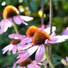400 echinacea purpurea seed - purple coneflower perennial medicinal herb flower