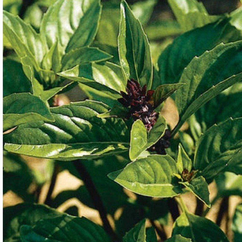 cinnamon basil, 100seeds. heirloom~non-gmo, organic.