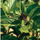 cinnamon basil, 100seeds. heirloom~non-gmo, organic.