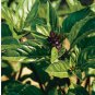 cinnamon basil, 100seeds. heirloom~non-gmo, organic.