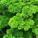seeds parsley 1000 moss curled herb garden biennial plants petroselinum crispum
