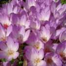 10 seeds autumn crocus colchicum autumnale meadow saffron flower *comb s/h